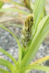 Large-headed (Bighead) Sedge w/ male inflorescence