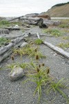 Large-headed (Bighead) Sedge on sandy beach w/ male (fgnd) & female inflorescences