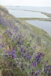 Woolly Vetch on steep hillside above Perego's Lagoon