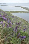 Woolly Vetch on steep hillside above Perego's Lagoon