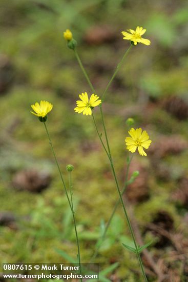 Woodland Tarweed
