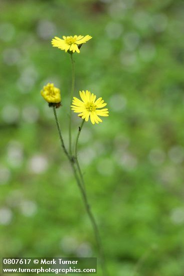Woodland Tarweed
