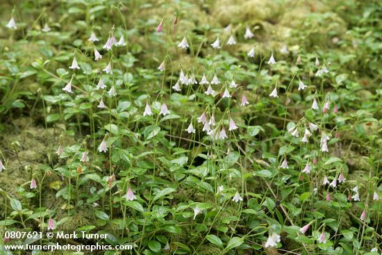 Twinflower on carpet of moss