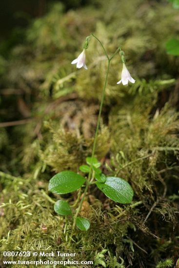 Twinflower