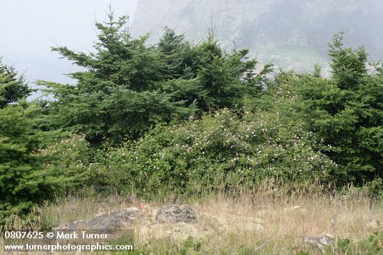 Nootka Roses w/ wind-stunted Douglas-firs