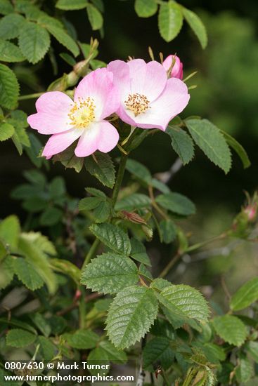 Nootka Rose blossoms & foliage