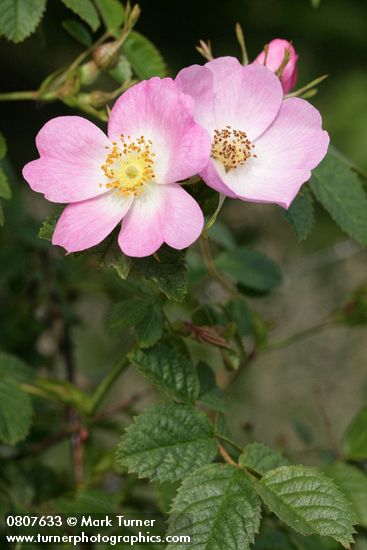 Nootka Rose blossoms & foliage