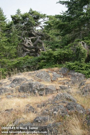 Douglas-firs behind rocky meadow