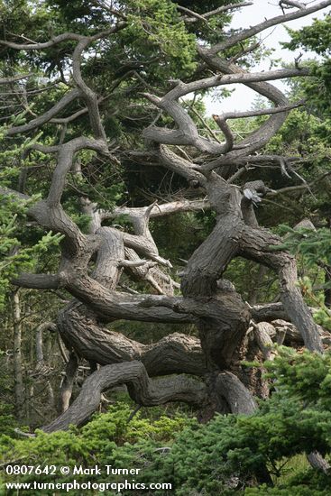 Twisted Douglas-fir