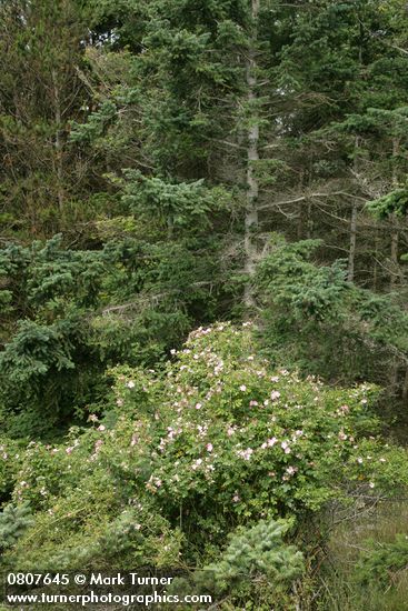 Nootka Rose at edge of forest w/ Douglas-fir