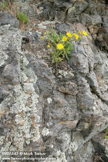 Puget Sound Gumweed in crack of lichen-covered rock