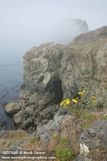 Puget Sound Gumweed on rocky coastal point w/ Castle Island in fog bkgnd
