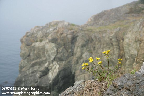 Puget Sound Gumweed on rocky coastal point