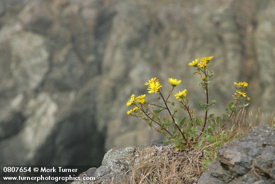 Puget Sound Gumweed