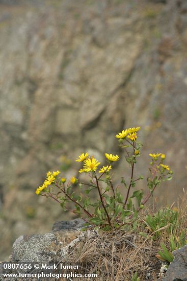 Puget Sound Gumweed