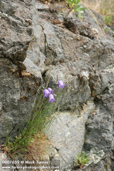 Scotch Bluebells in crack of rock cliff