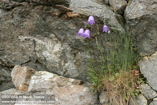 Scotch Bluebells in crack of rock cliff