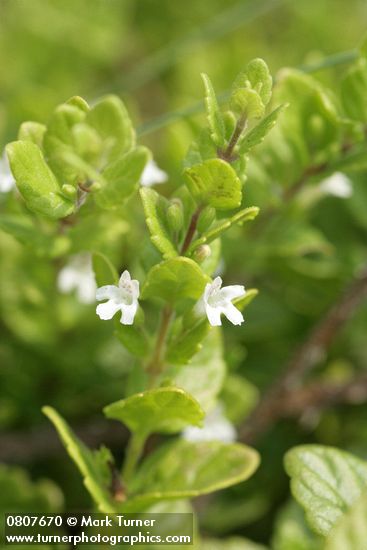 Yerba Buena blossoms & foliage