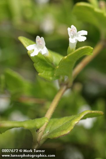 Yerba Buena blossoms & foliage
