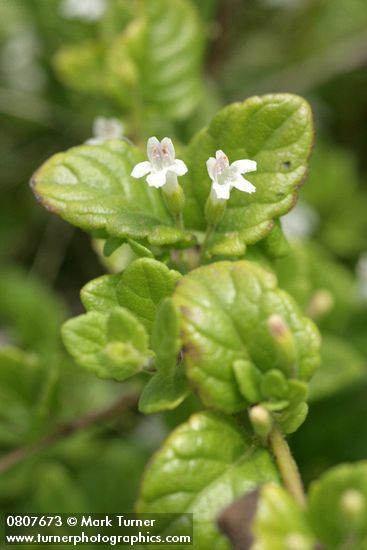 Yerba Buena blossoms & foliage