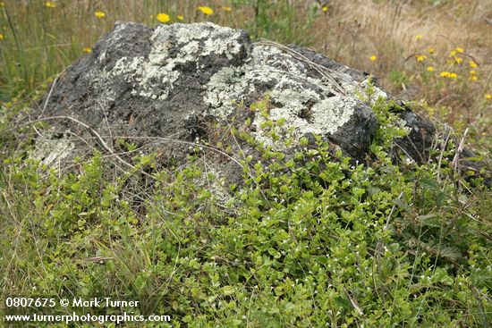 Yerba Buena clambering onto lichen-covered rock