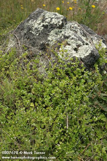 Yerba Buena clambering onto lichen-covered rock