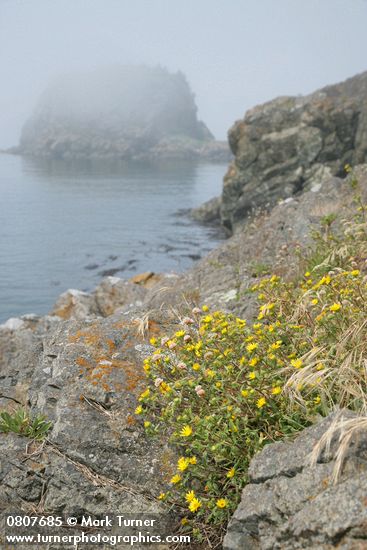 Puget Sound Gumweed on rocky coastal bluff w/ Castle Island in fog bkgnd