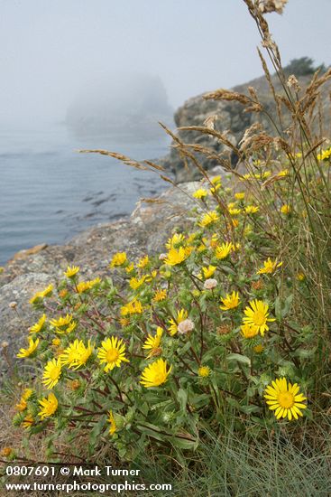 Puget Sound Gumweed on rocky coastal bluff w/ Castle Island in fog bkgnd