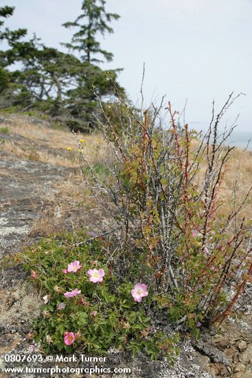 Stunted Nootka Rose on dry rocky coastal bluff