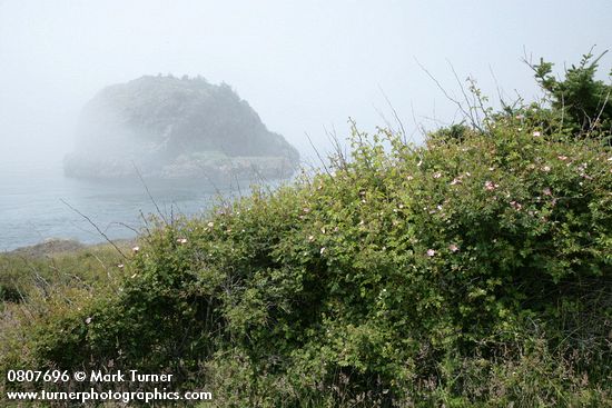 Nootka Rose w/ Castle Island soft in fog bkgnd