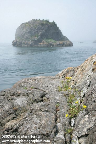 Puget Sound Gumweed on rocky coastal bluff w/ Castle Island bkgnd