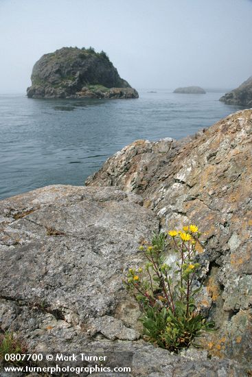 Puget Sound Gumweed on rocky coastal bluff w/ Castle Island bkgnd