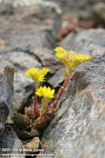 Lanceleaf Stonecrop in rock crevice