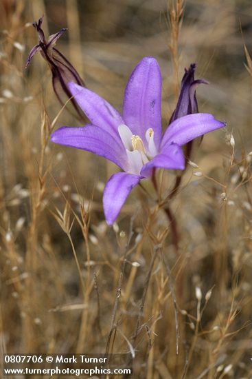 Harvest Brodiaea blossom
