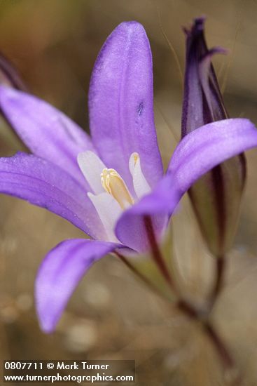Harvest Brodiaea blossom detail