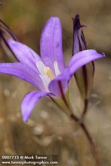 Harvest Brodiaea blossom