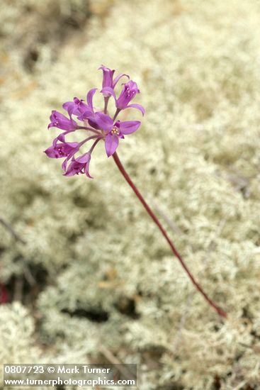 Tapertip Onion on bed of Reindeer Lichen