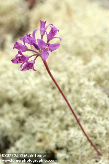 Tapertip Onion on bed of Reindeer Lichen