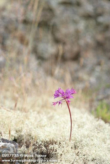 Tapertip Onion on bed of Reindeer Lichen