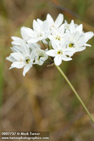 White Hyacinth blossoms