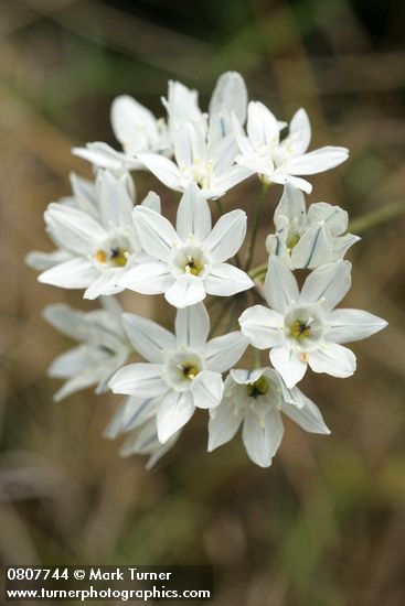 White Hyacinth blossoms