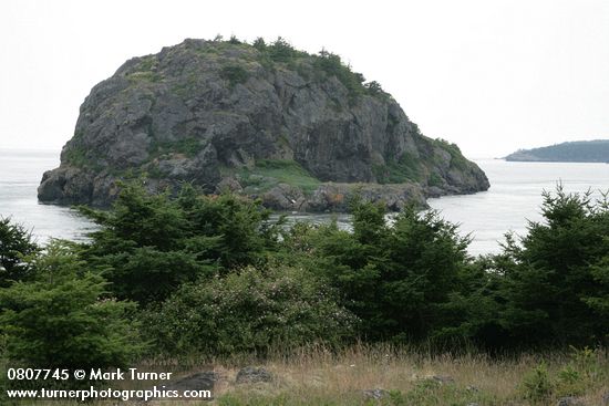 Nootka Roses w/ wind-stunted Douglas-firs, Castle Island bkgnd