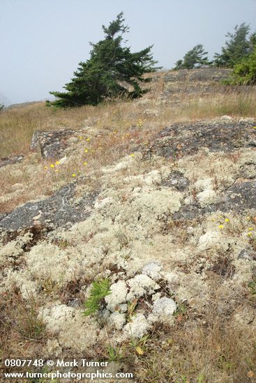 Reindeer Lichens on open rocky slope w/ wind-swept Douglas-firs bkgnd