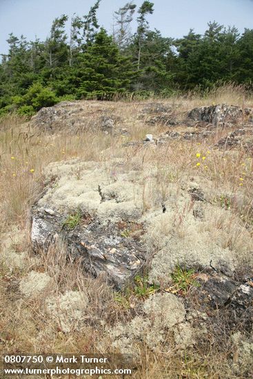 Reindeer Lichens on open rocky slope among grasses w/ Douglas-firs bkgnd