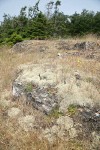 Reindeer Lichens on open rocky slope among grasses w/ Douglas-firs bkgnd