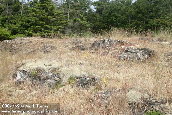 Reindeer Lichens on open rocky slope among grasses w/ Douglas-firs bkgnd