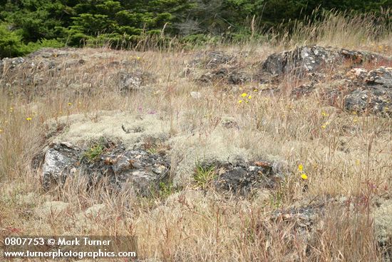Reindeer Lichens on open rocky slope among grasses