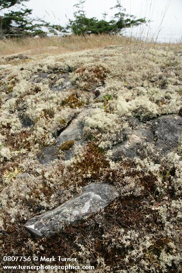 Reindeer Lichens & mosses among rocks