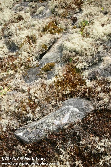 Reindeer Lichens & mosses among rocks