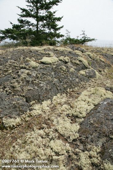 Reindeer Lichens & mosses on rocky bald w/ Douglas-fir